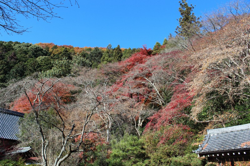 金蔵寺