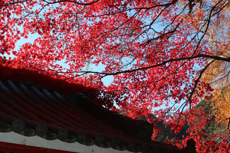 金蔵寺　紅葉