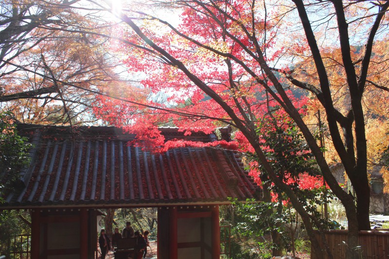 金蔵寺　紅葉