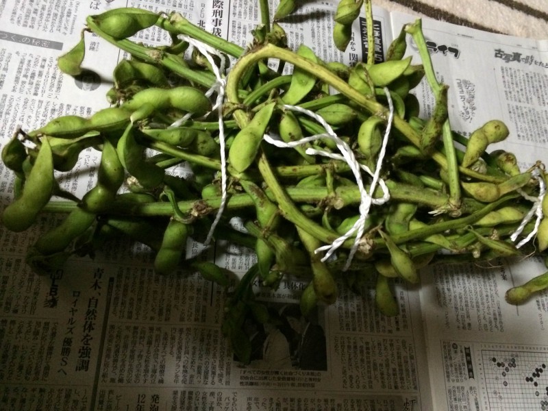 丹波　枝豆