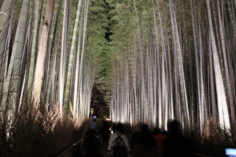 嵐山花灯路　竹林の小径