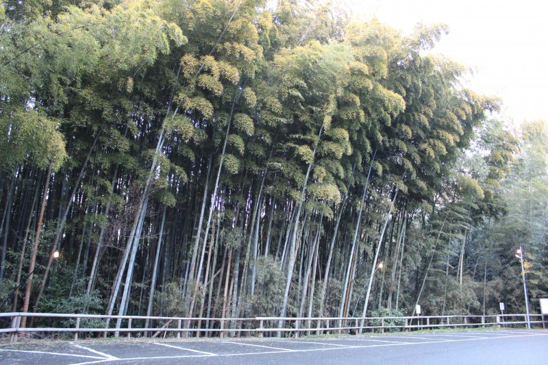 八幡の竹