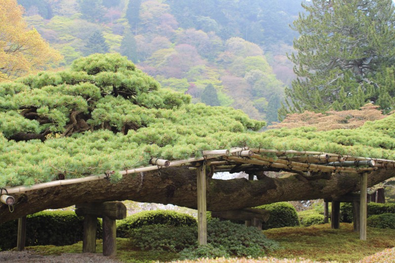 善峯寺 遊龍の松