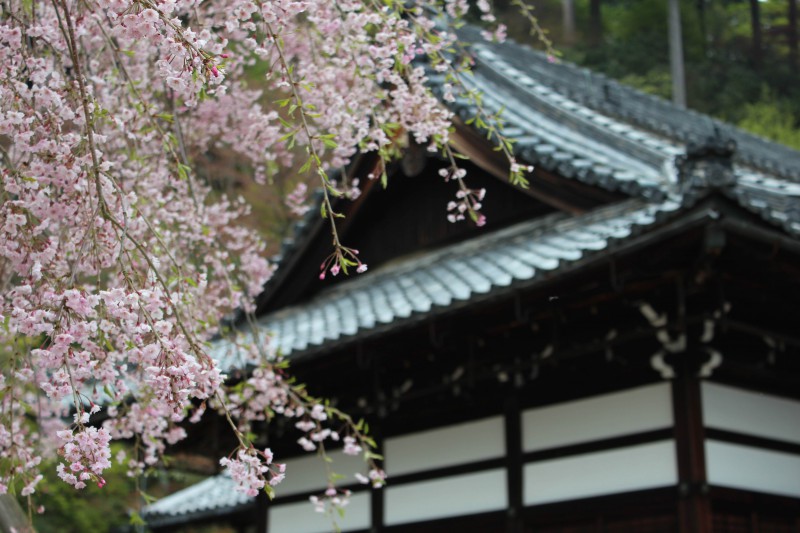 善峯寺 桜