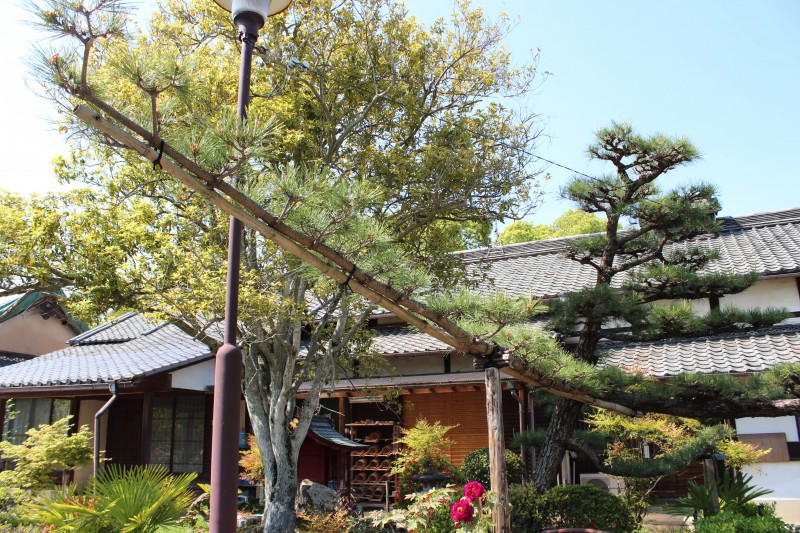 乙訓寺　松