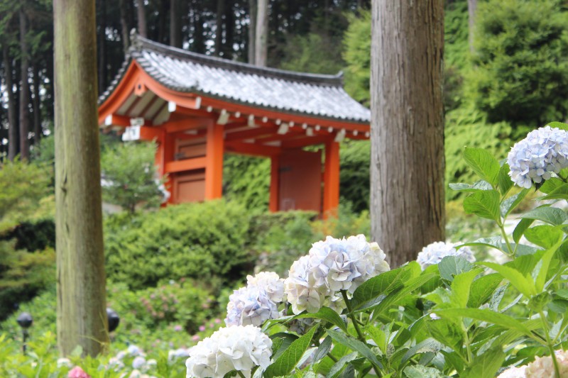 三室戸寺　山門　あじさい