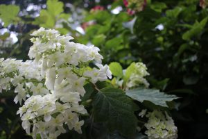 IMG_6726
