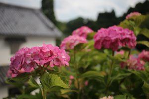 IMG_6742