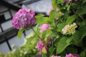 IMG_6746