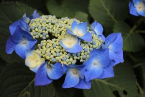 IMG_6749