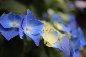 IMG_6750