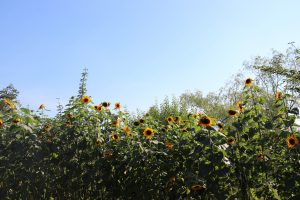 20160703-13