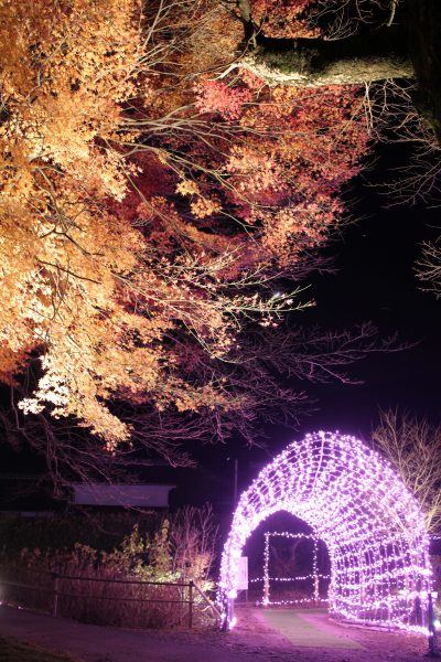 夢ナリエ 紅葉
