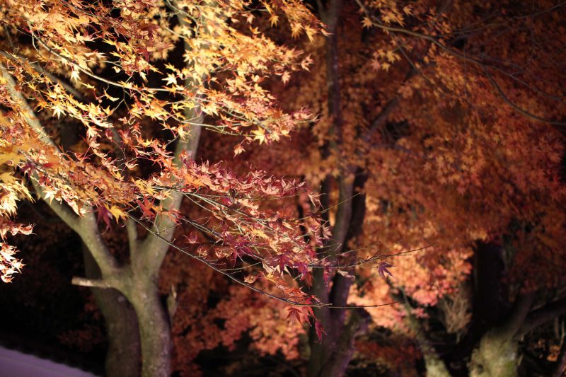 夢ナリエ 紅葉