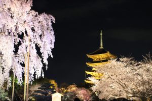 2013年度東寺夜桜ライトアップ