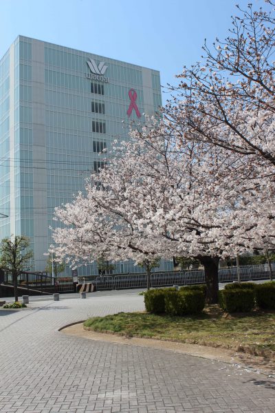 YOUYOUパークの桜とピンクリボン