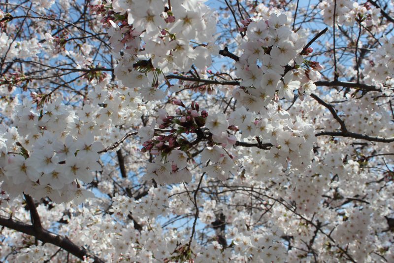 YOUYOUパーク西大路の桜並木