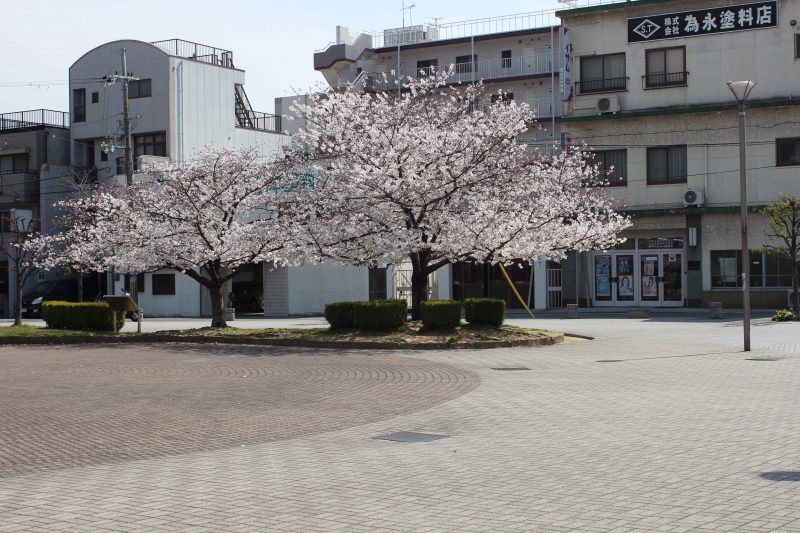 YOUYOUパークの桜　咲きかけの様子