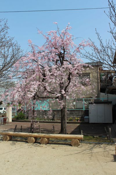 流作町ちびっこ広場　桜