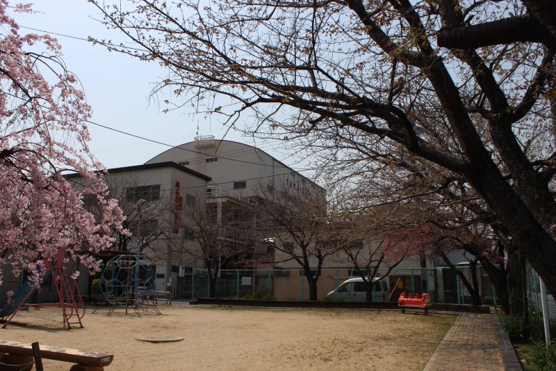 流作町ちびっこ広場　桜