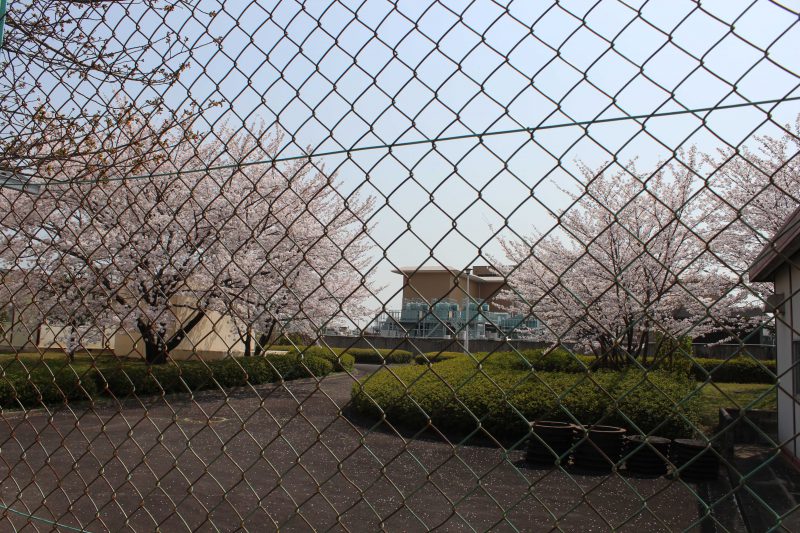 上下水道局の桜