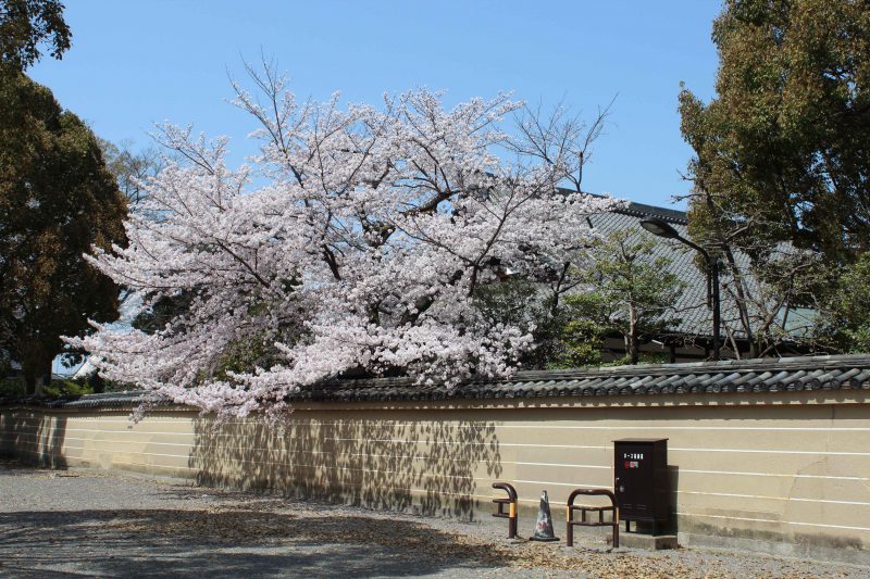 東寺小子坊　桜