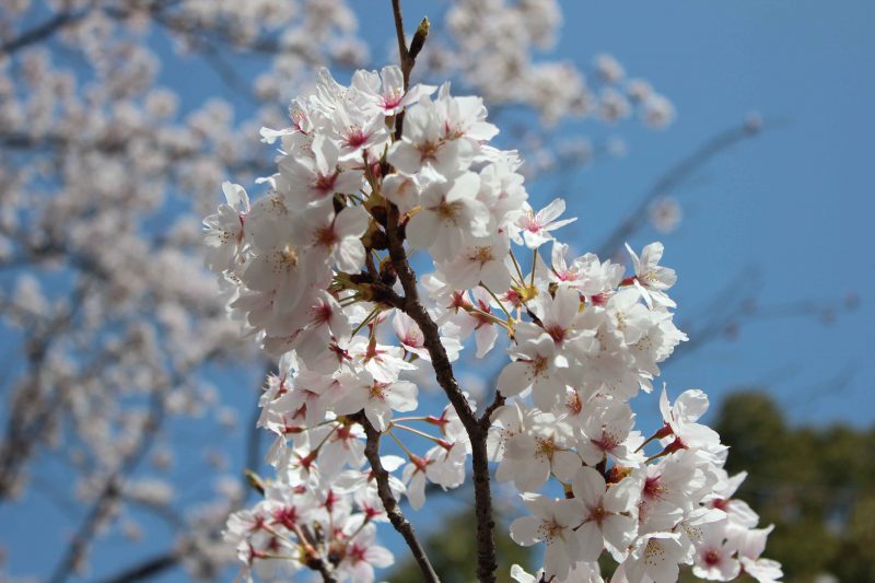 東寺小子坊　桜