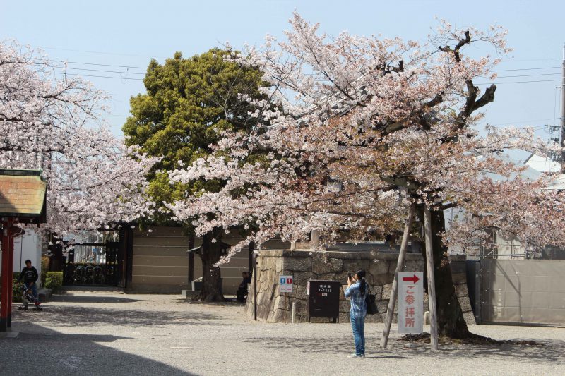 東寺西門　桜