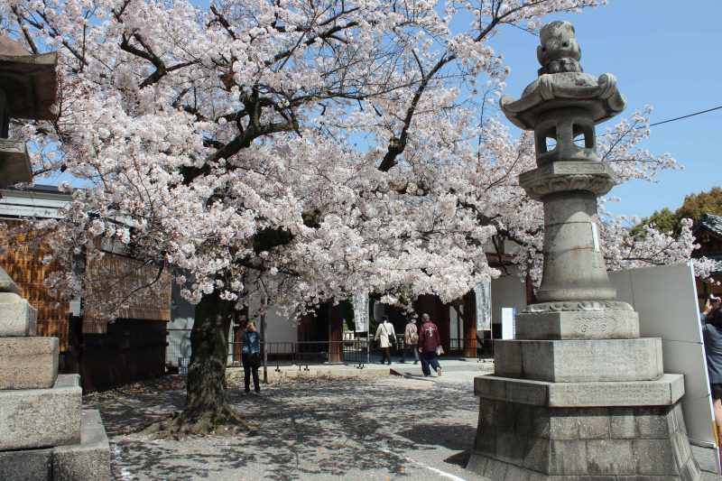 東寺北門　桜