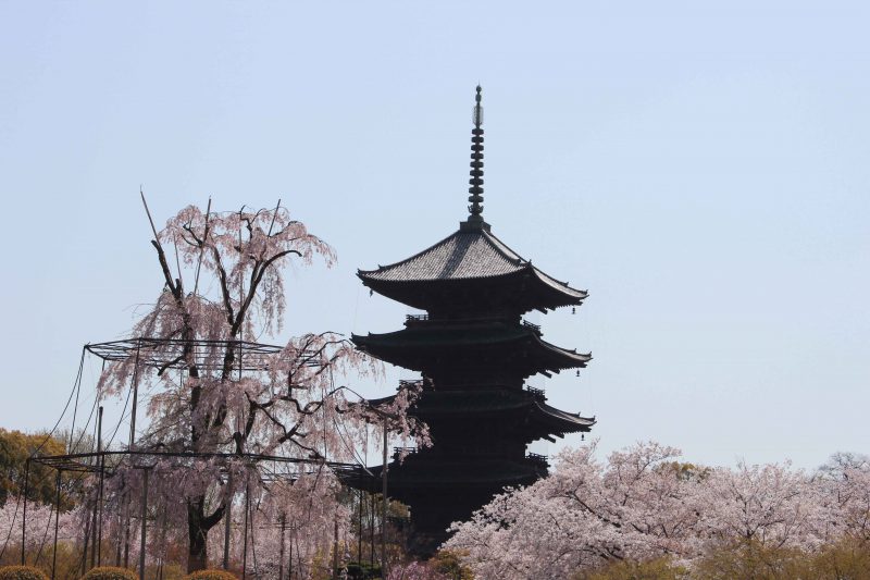 東寺　桜