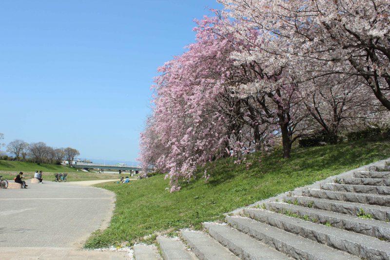 グランデュール鴨川　桜
