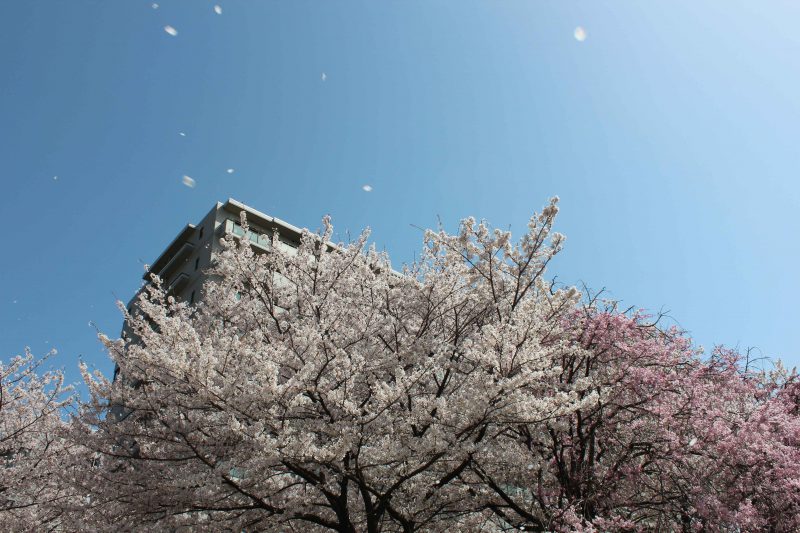 グランデュール鴨川　舞う桜