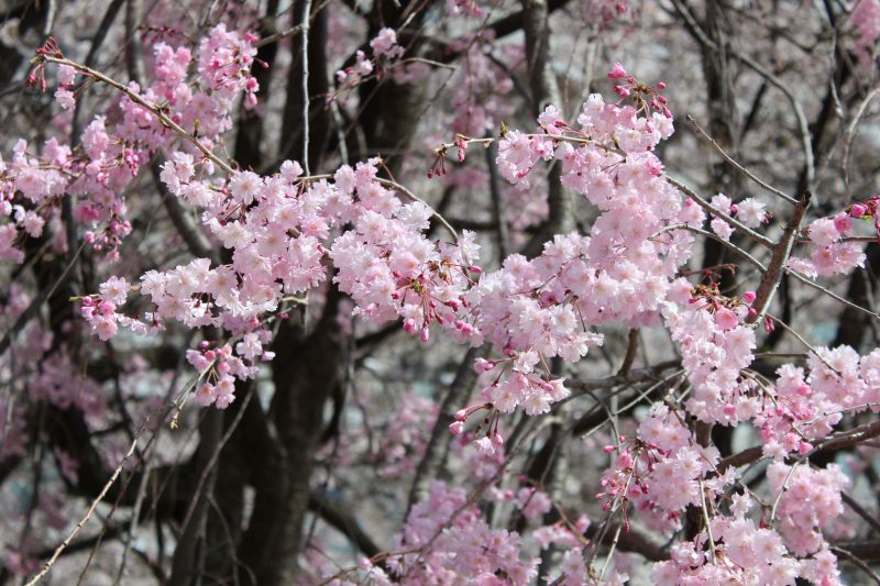 グランデュール鴨川　ピンクの桜