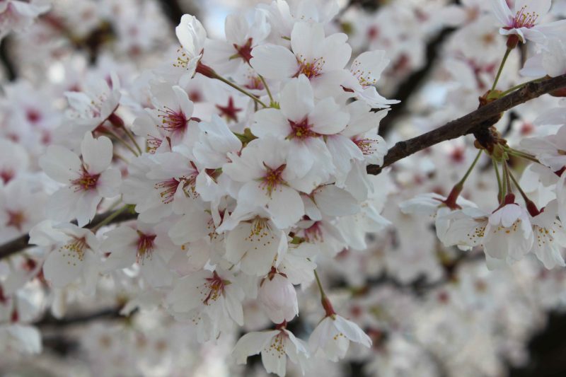 グランデュール鴨川　白い桜