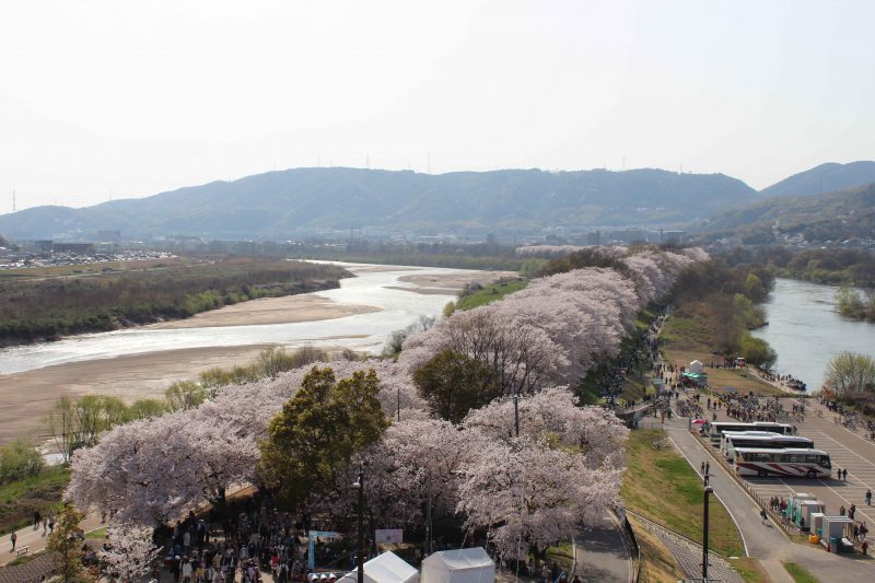 八幡背割堤の桜