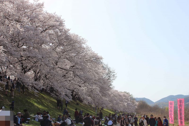 背割堤の桜並木