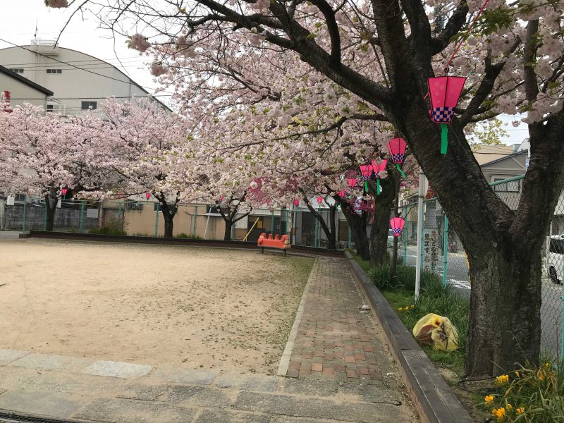 ぼんぼりのある満開桜