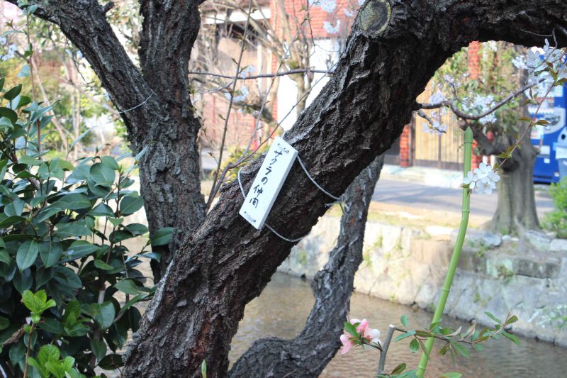 花の名前