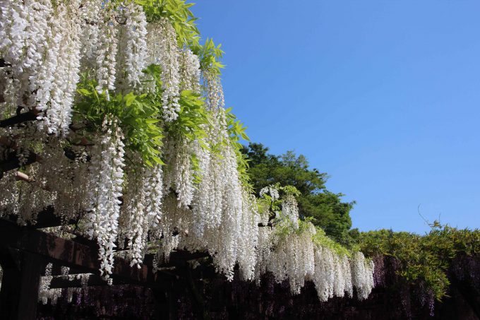 鳥羽の藤白色