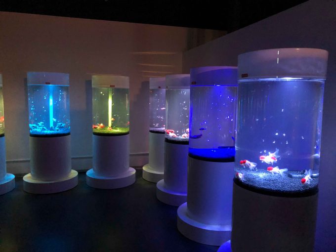 金魚ミュージアム