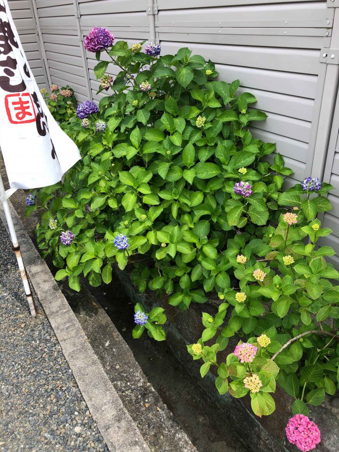 城興寺の紫陽花