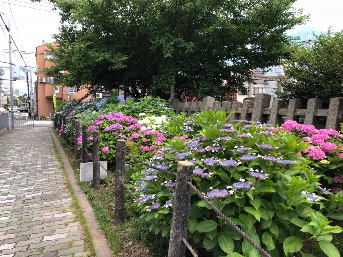 六孫王神社紫陽花