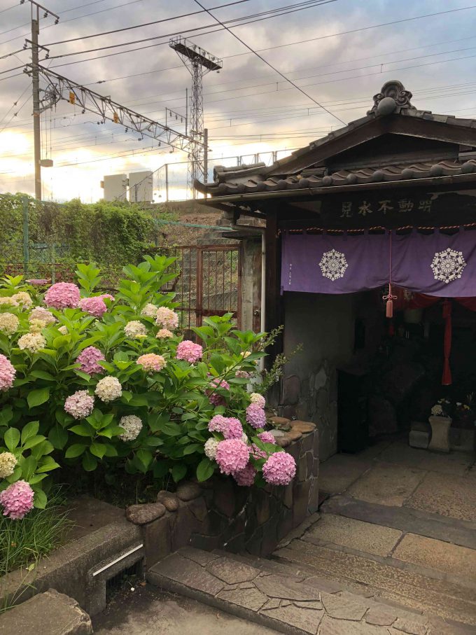 兒水不動明王紫陽花
