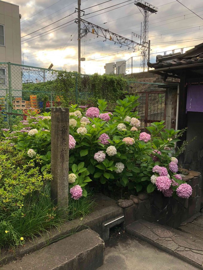 兒水不動明王紫陽花