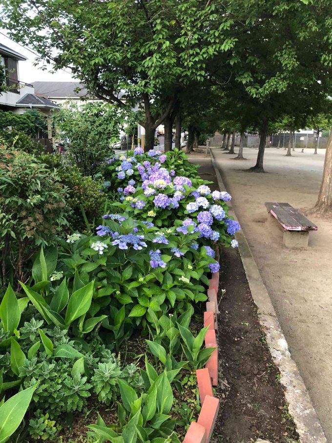 西寺公園紫陽花