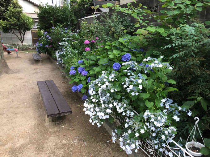 羅城門跡紫陽花