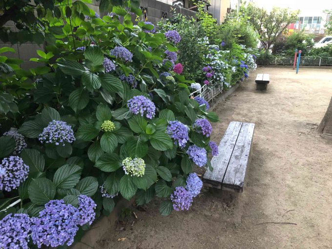 羅城門跡紫陽花