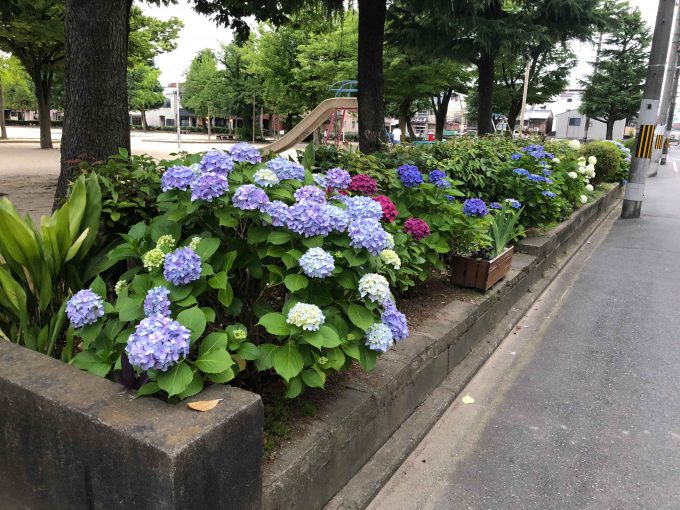 琵琶塚児童公園紫陽花