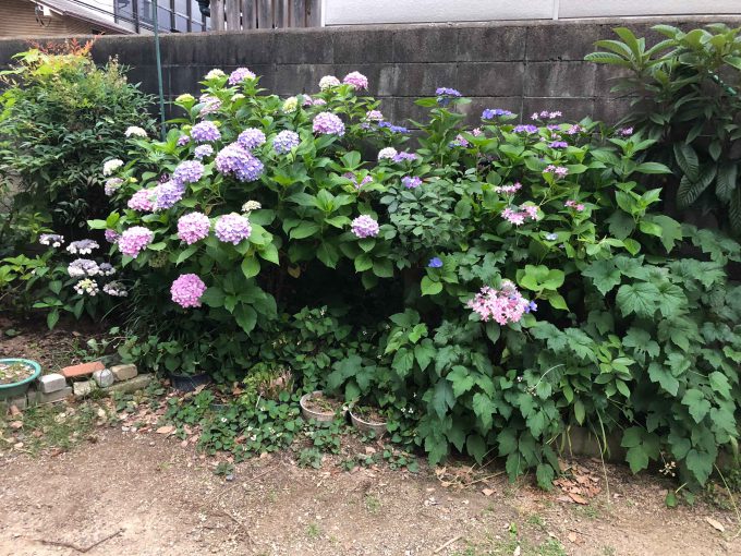 琵琶塚児童公園紫陽花