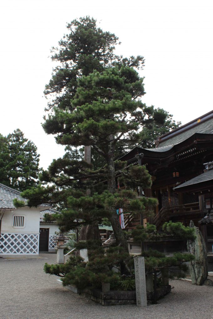 乃木将軍お手植えの松
